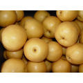 2021 New Harvest Low Price Fresh Sweet Yellow Fengshui Pear